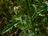 Verbena officinalis