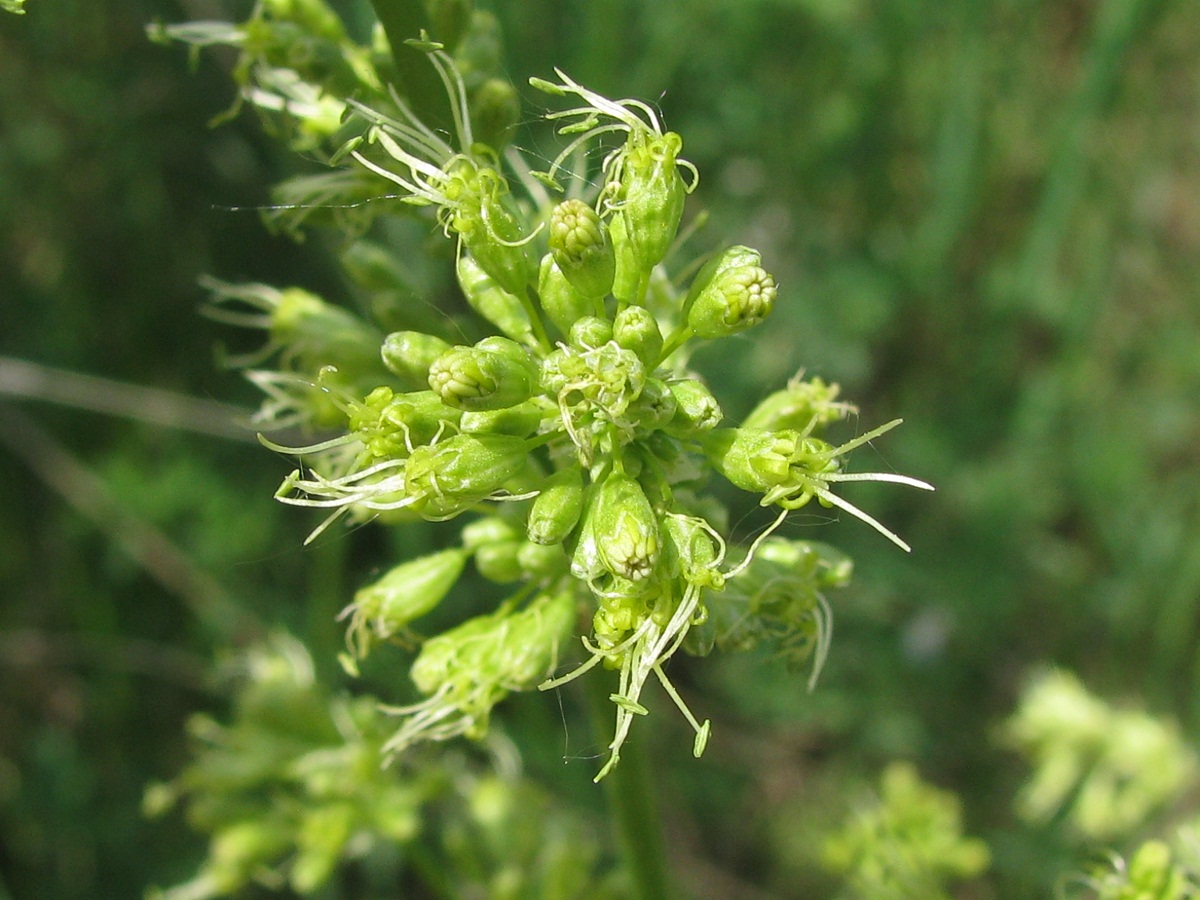 Изображение особи Silene chersonensis.