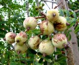 Sorbus domestica. Соплодие. Хорватия, Истрия, пос. Баньоле, у ограды виллы. 03.09.2012.