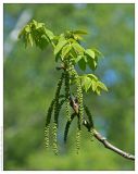 Juglans mandshurica. Побег с молодыми листьями и мужскими соцветиями. Республика Татарстан, дендрарий Волжско-Камского заповедника. 22.05.2009.