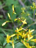 Ligularia thomsonii