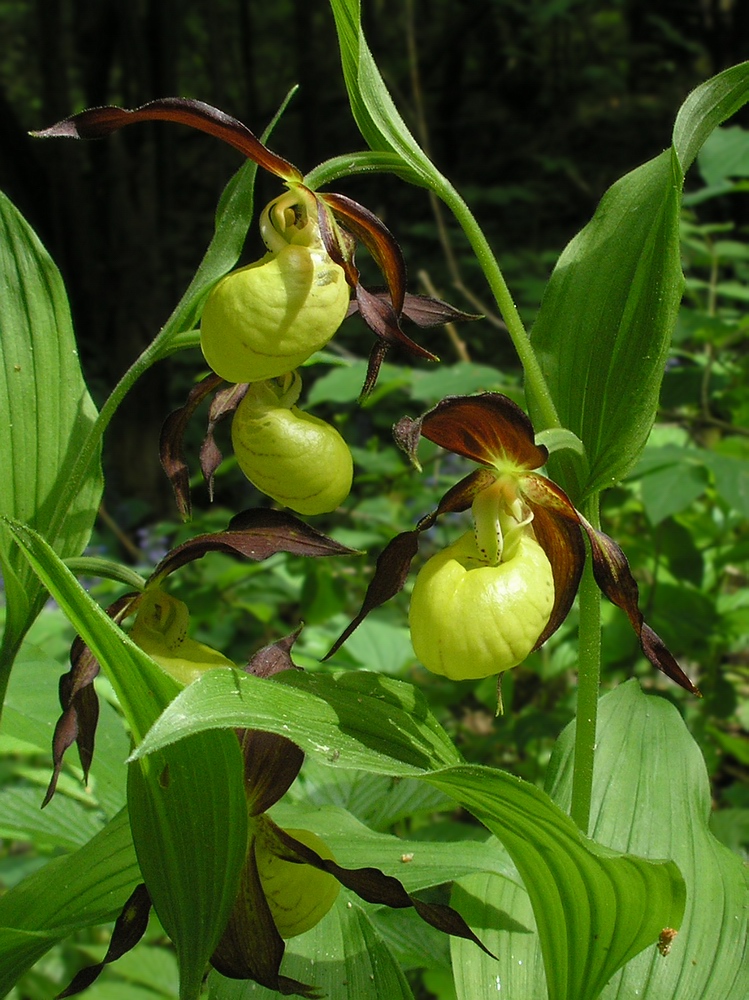 Изображение особи Cypripedium calceolus.