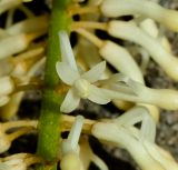 Macadamia tetraphylla