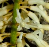 Macadamia tetraphylla. Цветок. Израиль, Шарон, г. Герцлия, киббуц Глиль Ям, в культуре. 31.03.2013.