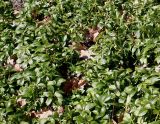 Pachysandra terminalis
