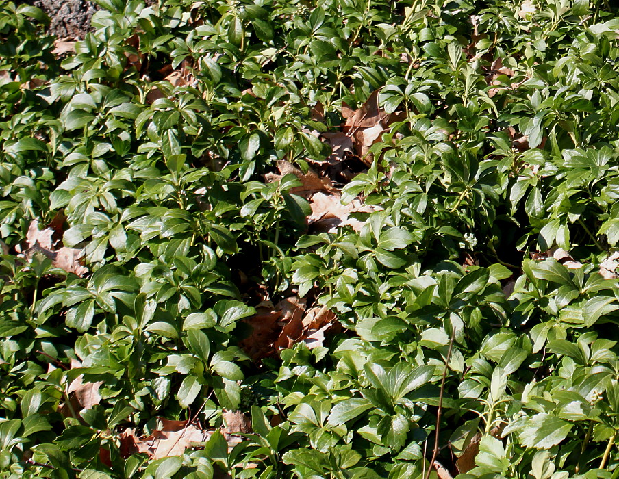 Image of Pachysandra terminalis specimen.