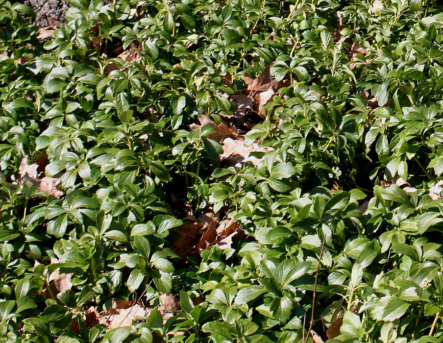 Image of Pachysandra terminalis specimen.