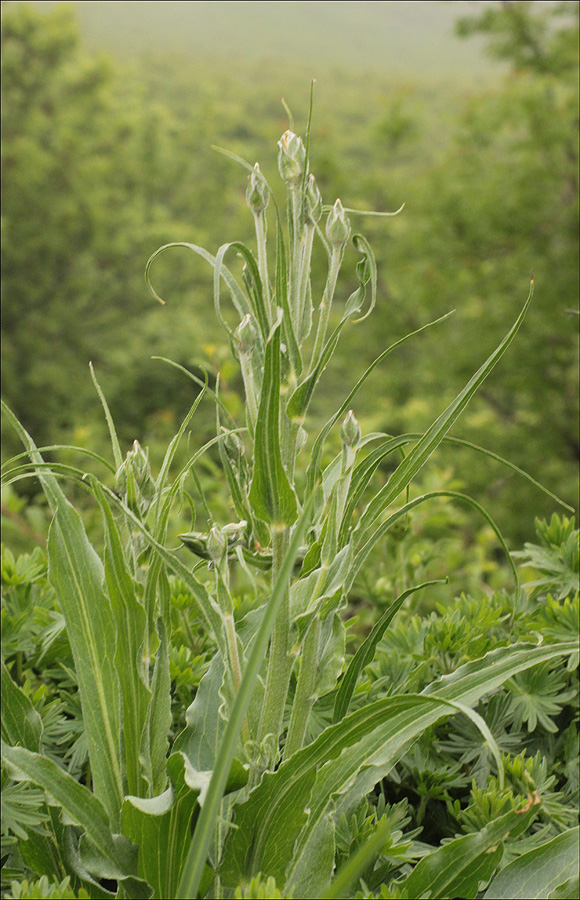 Image of Scorzonera taurica specimen.