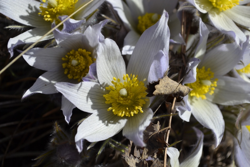 Изображение особи Pulsatilla multifida.