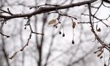 Tilia cordata
