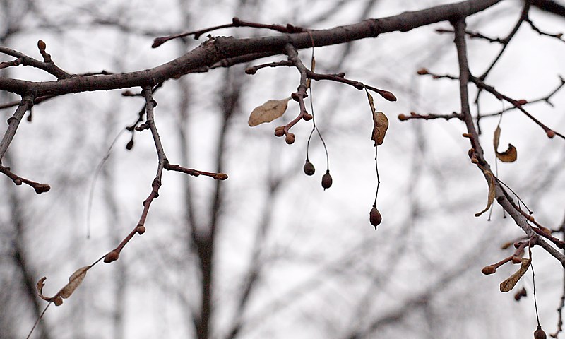 Image of Tilia cordata specimen.