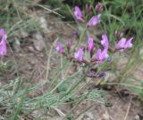 Astragalus subuliformis