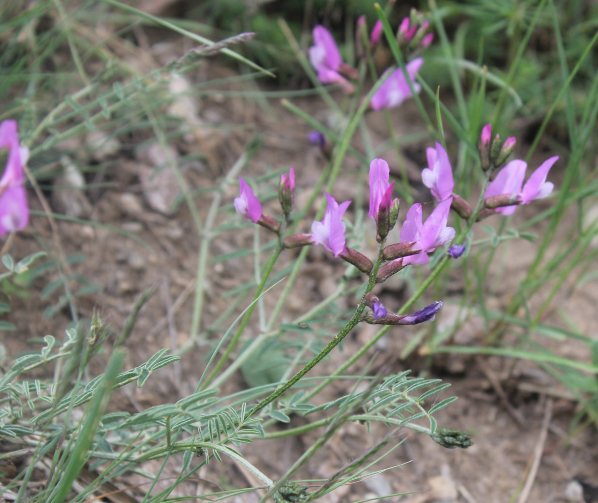 Image of Astragalus subuliformis specimen.