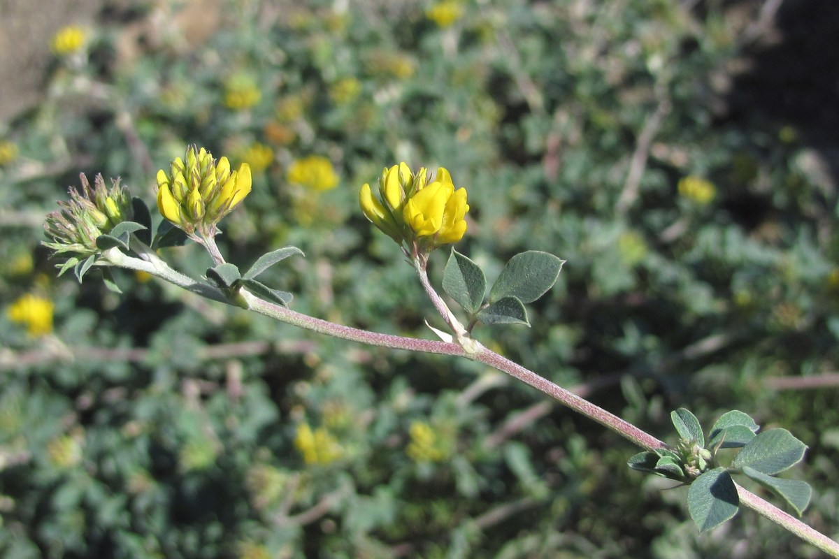 Изображение особи Melilotoides cretacea.