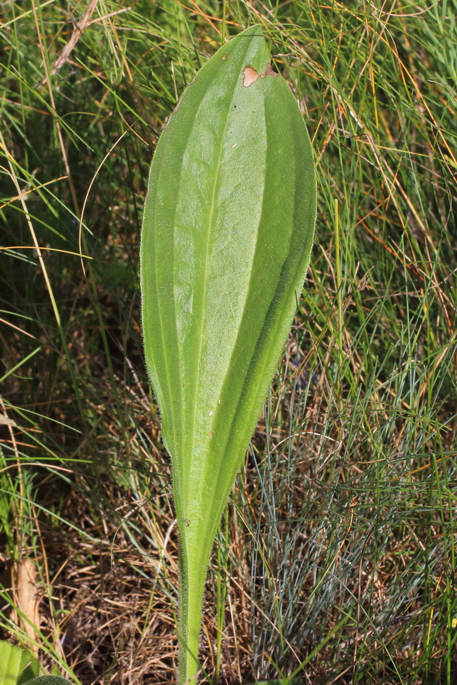 Image of Plantago urvillei specimen.