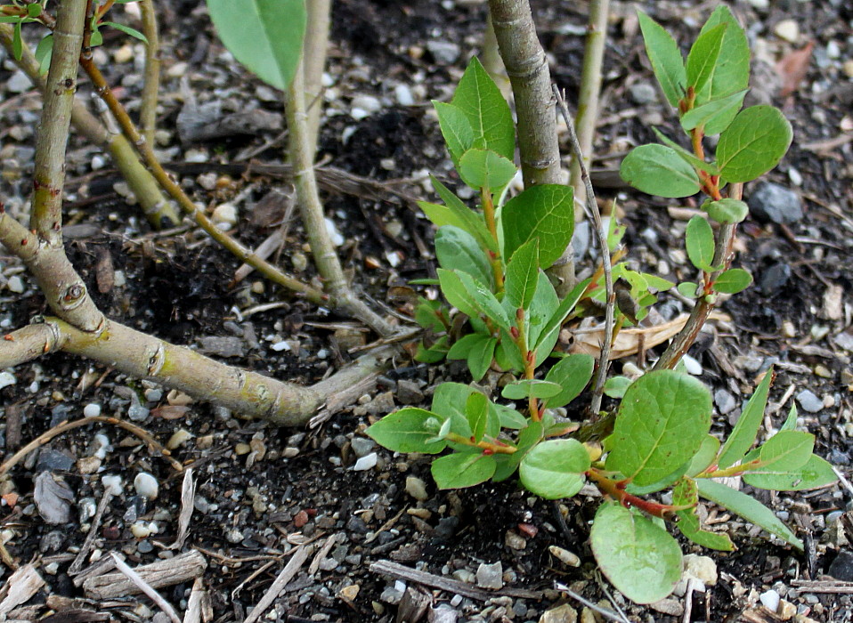 Изображение особи Salix hastata.