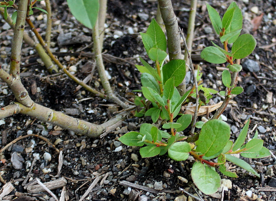 Image of Salix hastata specimen.