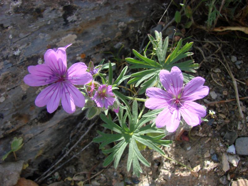 Изображение особи Geranium charlesii.