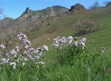 Hesperis steveniana