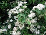 Spiraea chamaedryfolia