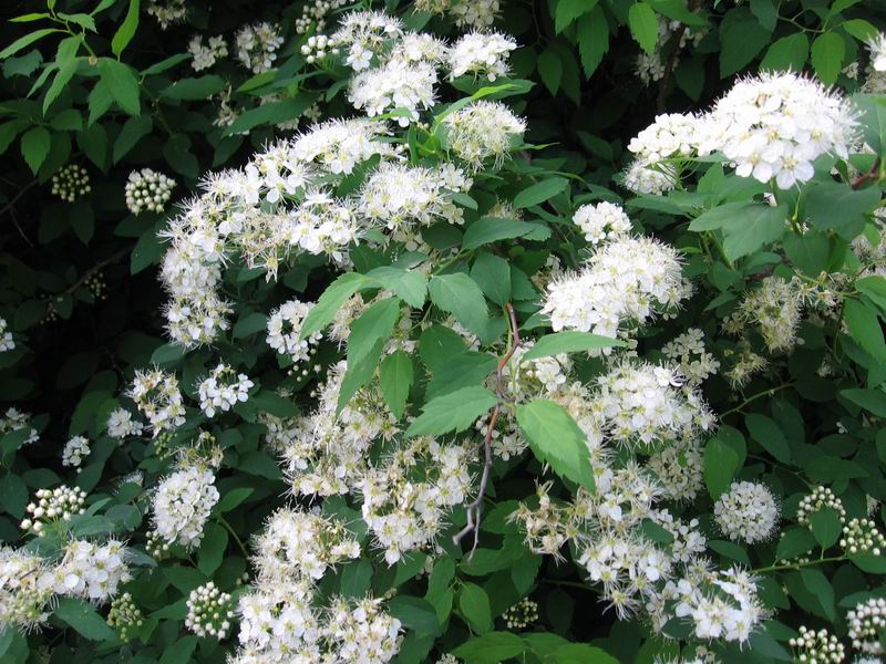 Image of Spiraea chamaedryfolia specimen.