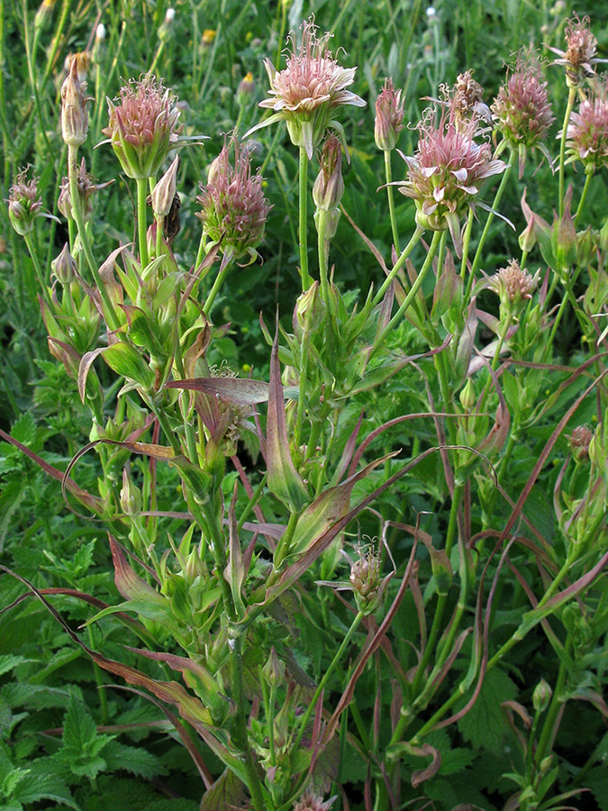 Изображение особи род Tragopogon.