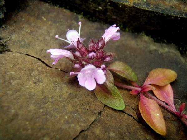 Изображение особи Thymus ussuriensis.