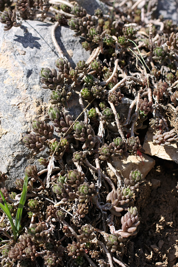 Image of Sedum alberti specimen.