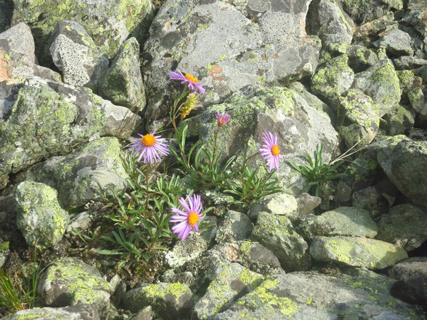 Изображение особи Aster serpentimontanus.