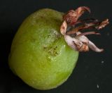 Image of taxon representative. Author is Семён Бежанский