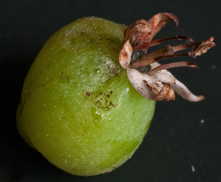 Image of Swida alba specimen.