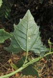 Atriplex micrantha