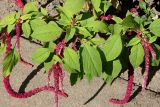 Amaranthus caudatus