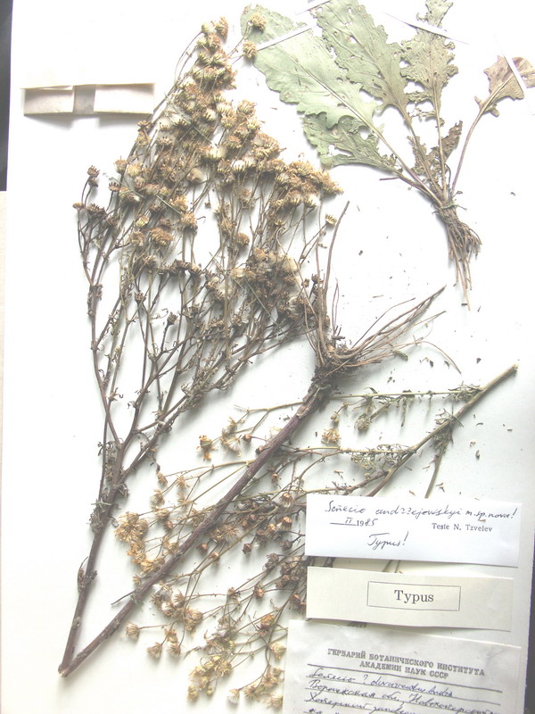 Image of Senecio andrzejowskyi specimen.