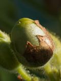 Nicotiana rustica. Плод. Финляндия, г. Оулу, ботанический сад Университета Оулу, в культуре. 12.09.2013.