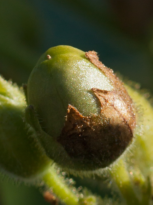 Image of Nicotiana rustica specimen.