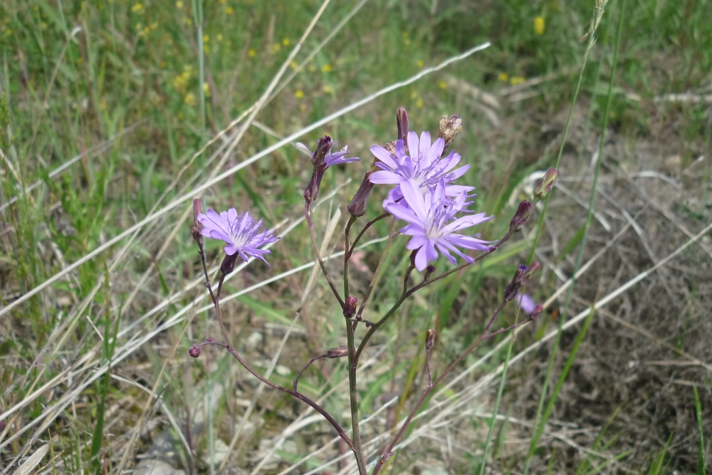 Изображение особи Lactuca tatarica.