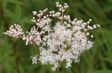 Filipendula palmata. Соцветие с кормящимся усачиком Секвенса (Anastrangalia sequensi). Республика Бурятия, Баунтовский эвенкийский р-н, окр. пос. Северный, долина р. Има, заболоченный луг. 06.08.2013.