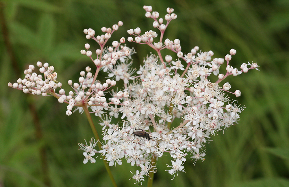 Image of Filipendula palmata specimen.