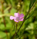 Linum stelleroides. Часть побега с цветком. Приморский край, г. Владивосток, бухта Соболь, прибрежный склон. 06.09.2013.