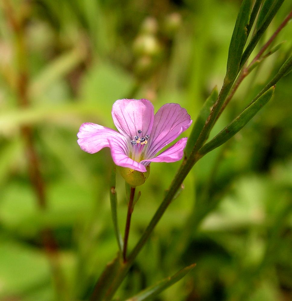 Image of Linum stelleroides specimen.