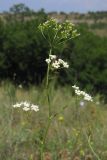 Physospermum cornubiense