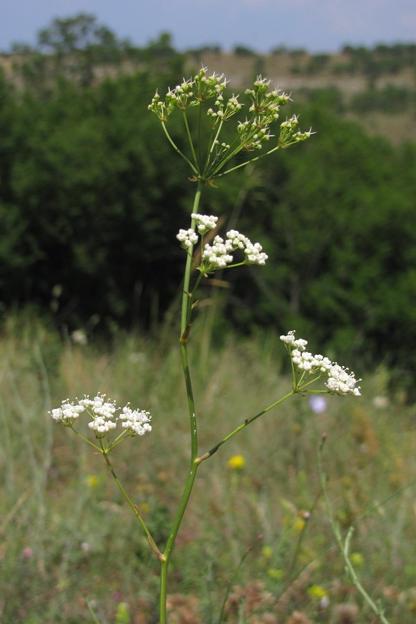 Image of Physospermum cornubiense specimen.