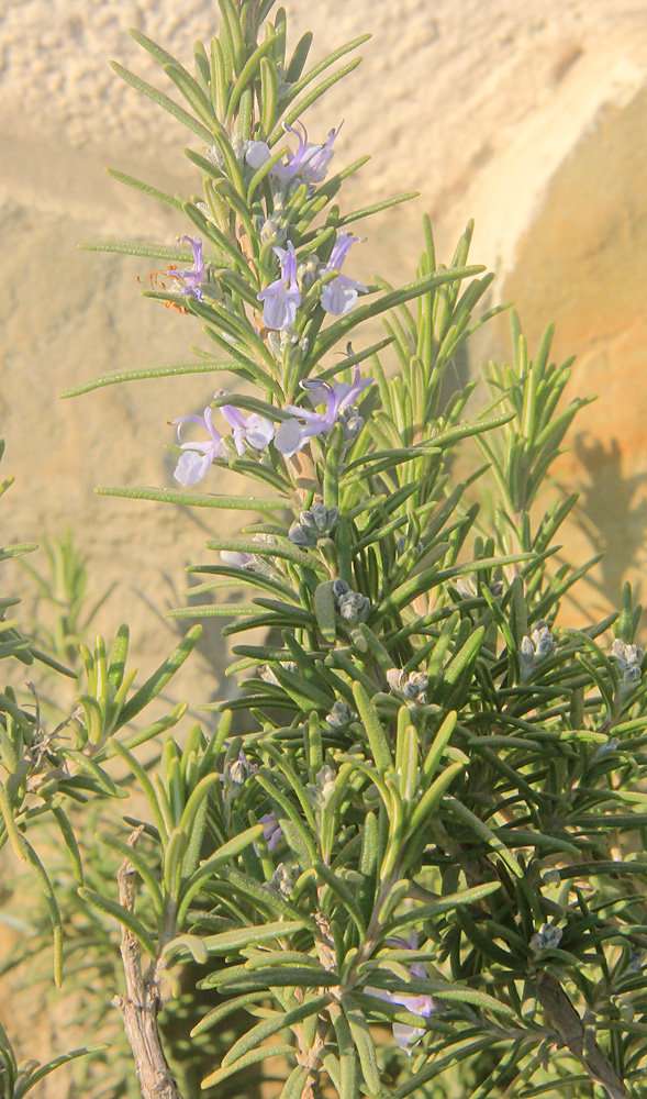 Image of Rosmarinus officinalis specimen.