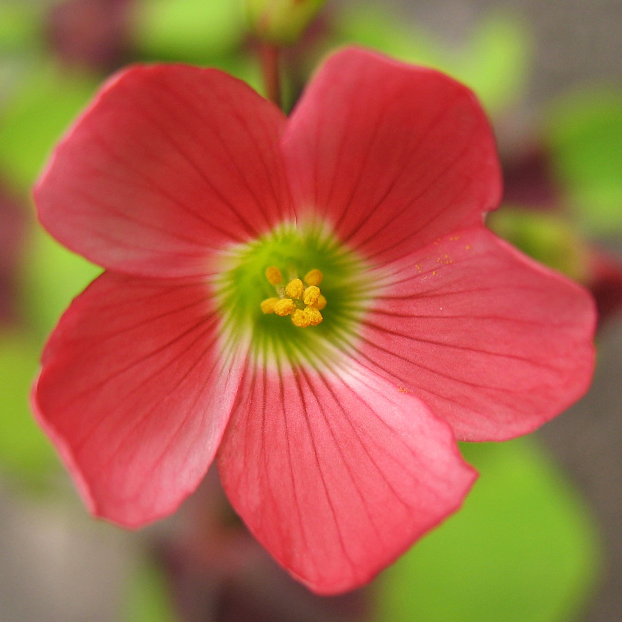 Изображение особи Oxalis tetraphylla.