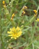 Crepis pulchra. Распустившееся и нераспустившиеся соцветия. Южный Берег Крыма, Никитский ботанический сад, возле тропы. 24.05.2013.