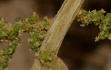Salsola imbricata