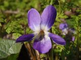 Viola odorata