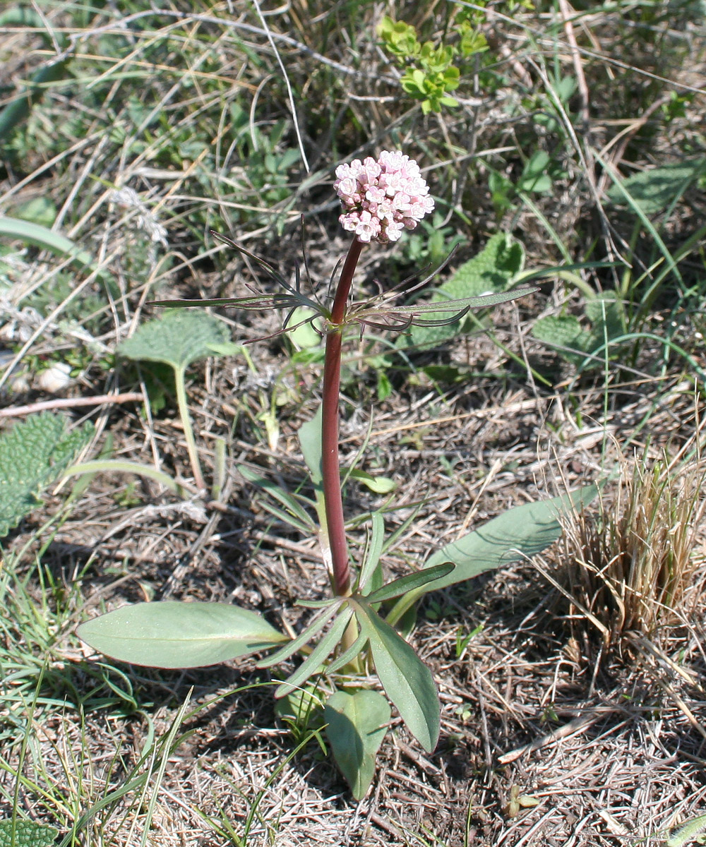 Изображение особи Valeriana tuberosa.