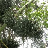 Agave americana